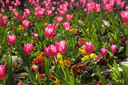 tulips floral spring