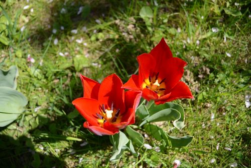 tulips garden flowers