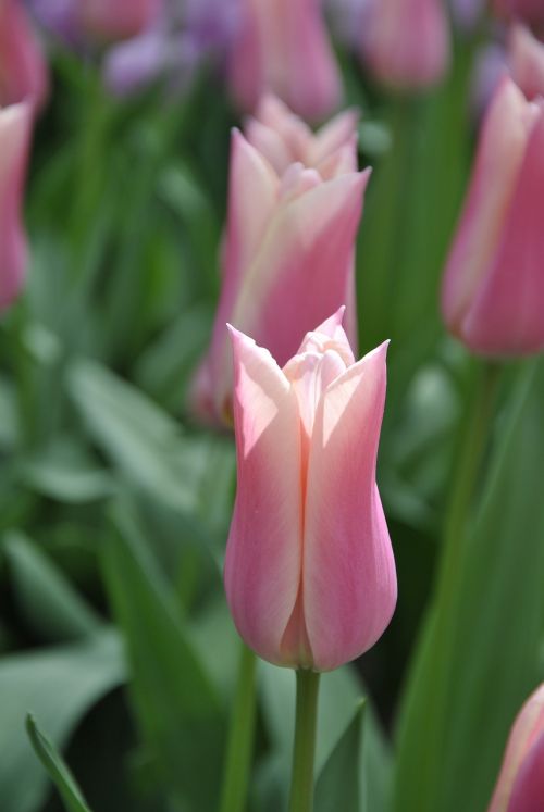 tulips holland spring