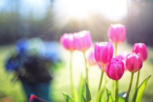 tulips pink spring