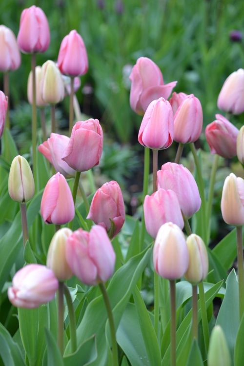 tulips pink nature