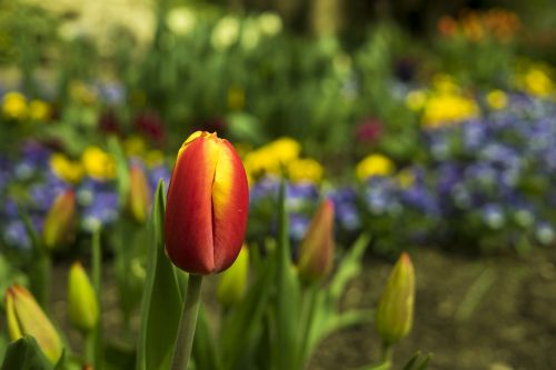 tulips tulip spring