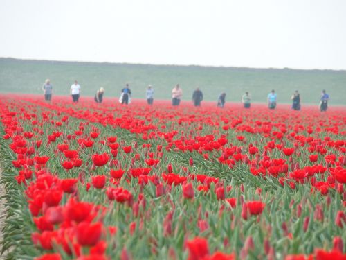 tulips agriculture holland