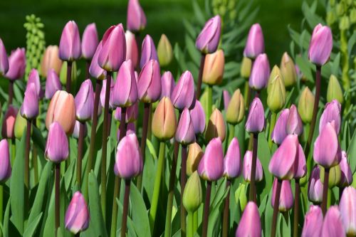 tulips tulip field tulpenbluete