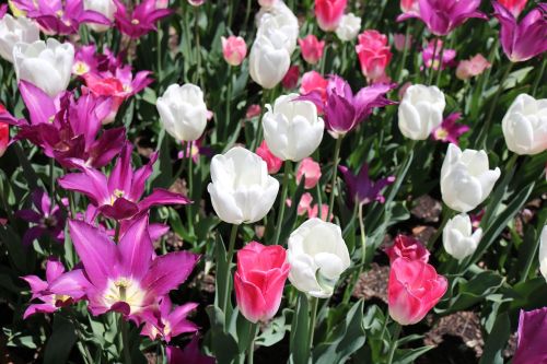 tulips flower fresh