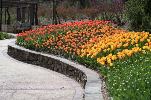 tulips sherwood gardens flowers