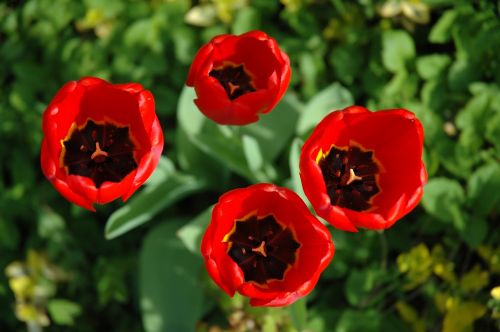 tulips flowers red