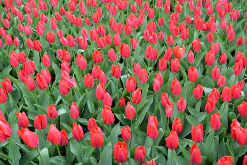 tulips red flowers