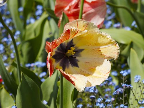 tulips tulip fringed flowers