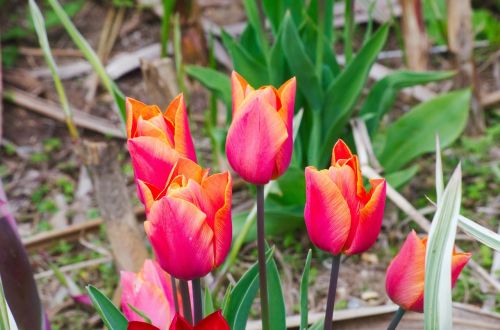 tulips flowers flora