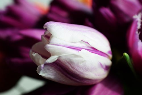 tulips spring white flower
