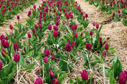 tulips plantation picnic