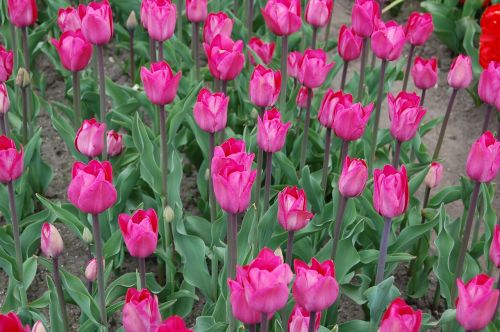 tulips pink plantation