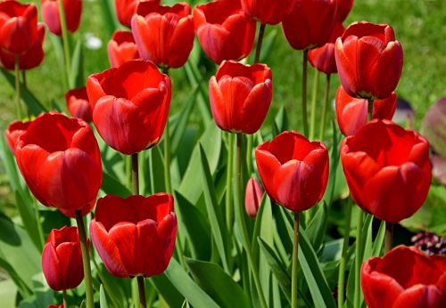 tulips red outdoor