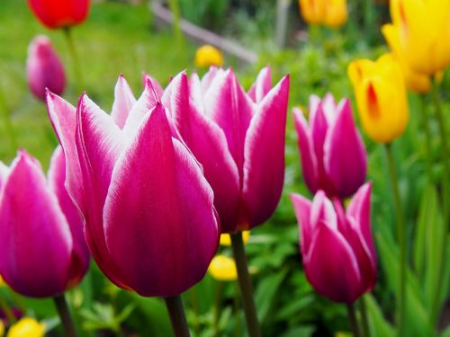 tulips tulip flowers