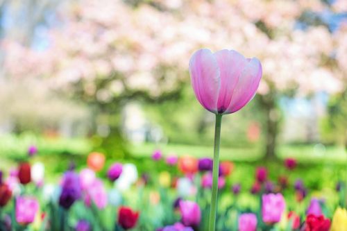 tulips pink spring