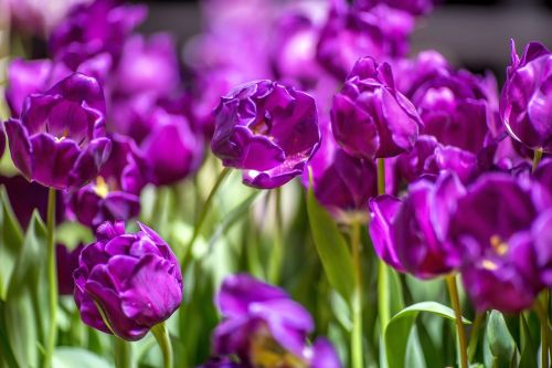 tulips purple flowers