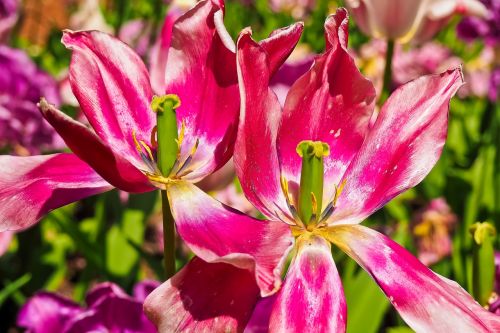 tulips flower violet