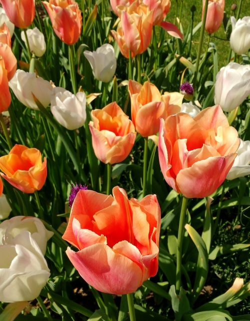 tulips white peach