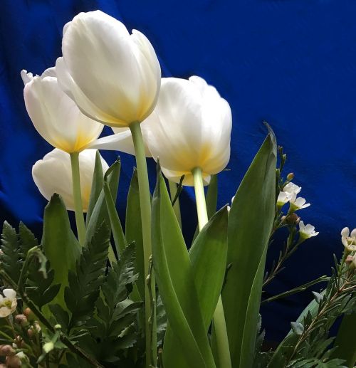 tulips strauss flowers