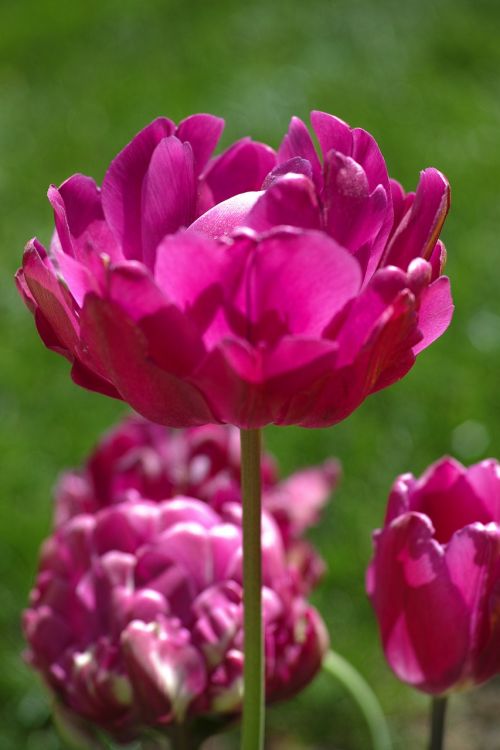 tulips flower flowers