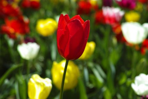 tulips flower flowers