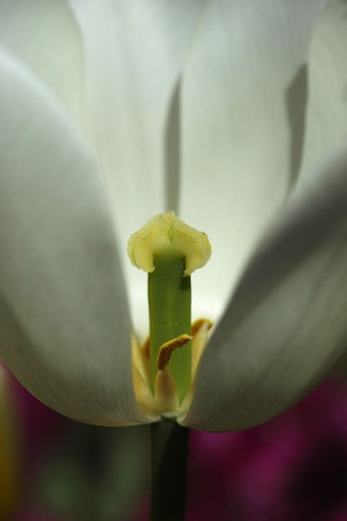 tulips macro white