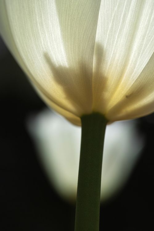 tulips white detail