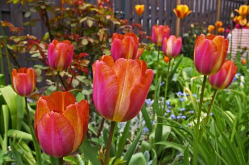 tulips garden spring