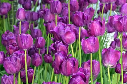 tulips violet garden