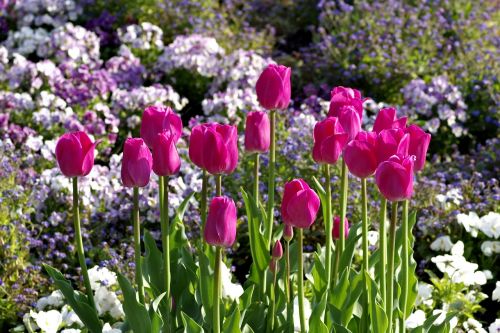 tulips pink karmazynowe
