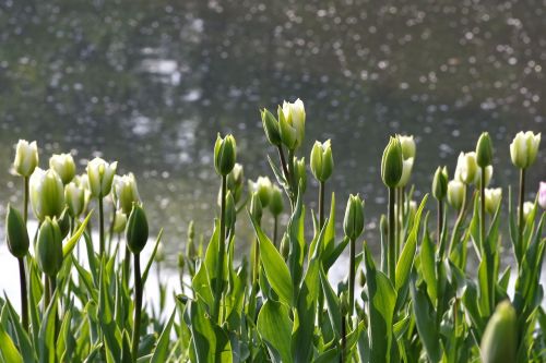 tulips green flower