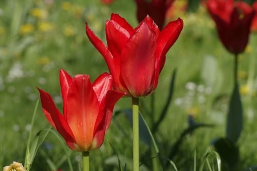 tulips red jagged