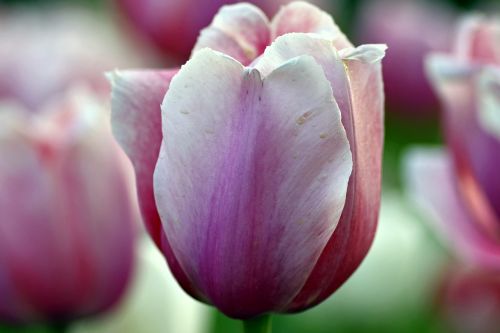 tulips violet pink