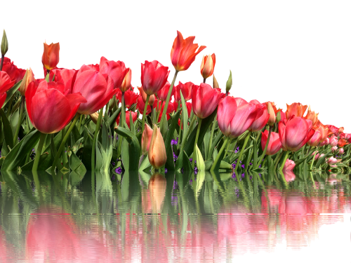 tulips isolated red