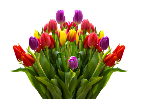 tulips flowers spring