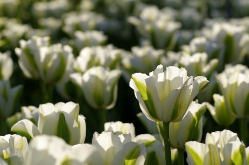 tulips green flowerbed
