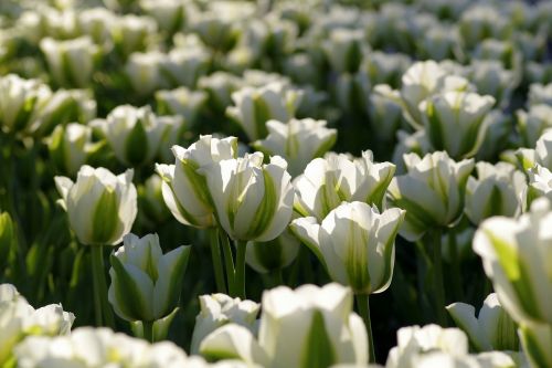 tulips green flowerbed