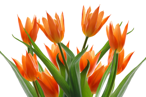 tulips spring flower