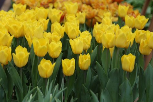 tulips yellow flowers