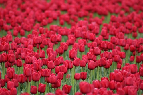 tulips red flowers