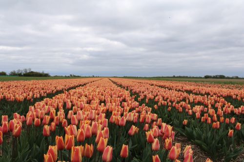 tulips colorful flowers