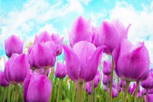 tulips pink spring
