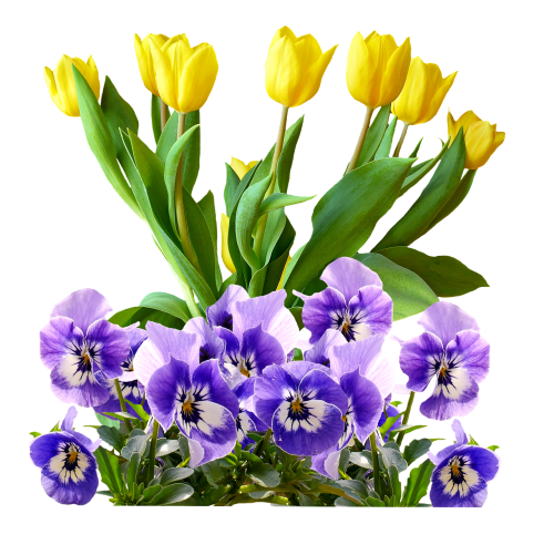 tulips pansy isolated