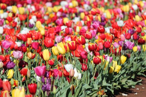 tulips garden flowers