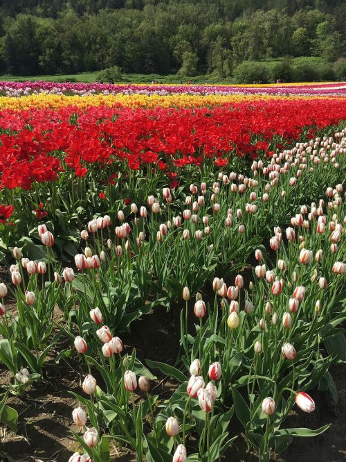 tulips green white