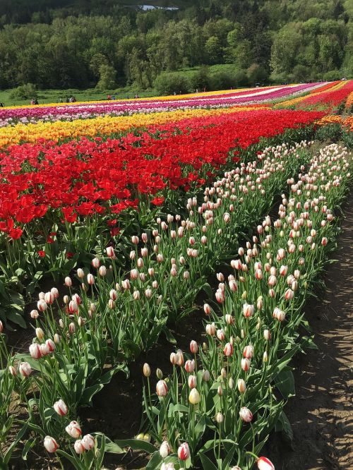 tulips field red