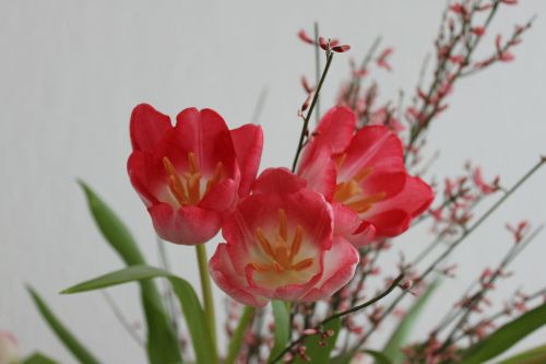 tulips flowers red