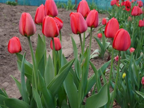 tulips red tulips red flowers