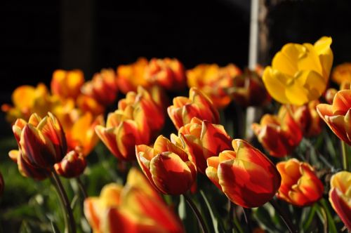 tulips yellow red